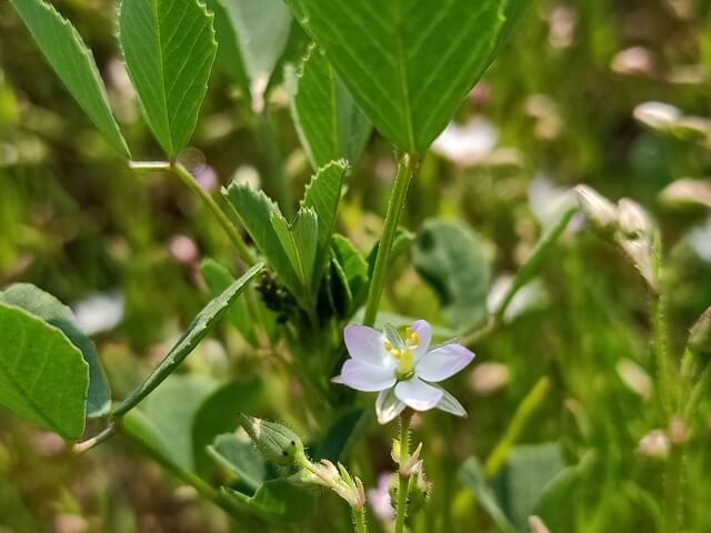 Beautiful corn spurrey flower 