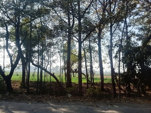 Trees and lush green fields 