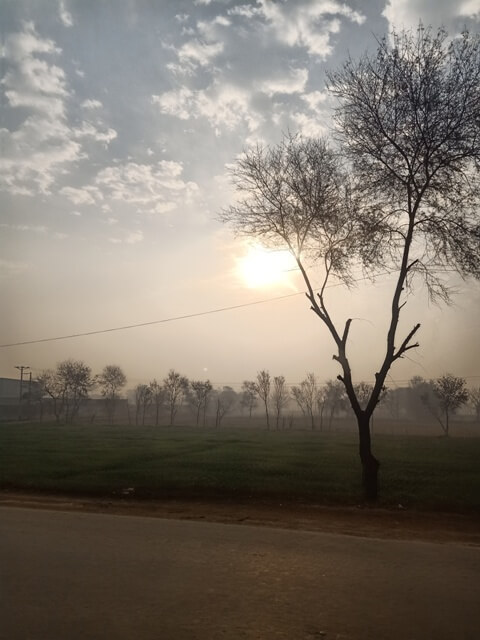 Crops tree and sunrise 