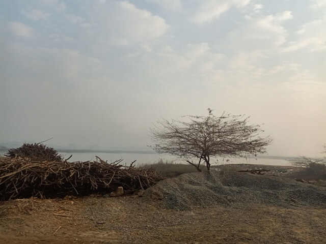 A tree near a lake 