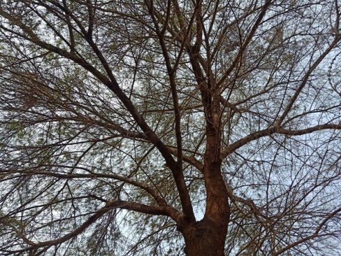 Details of a tree shoots 