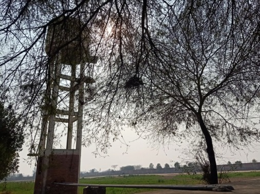 Tree and sun 