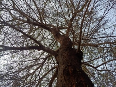 Aesthetic view of a tree bark and shoots 