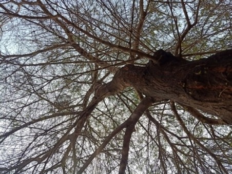 A big tree with beautiful branches 