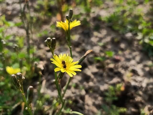 A dandelion flower pollination 