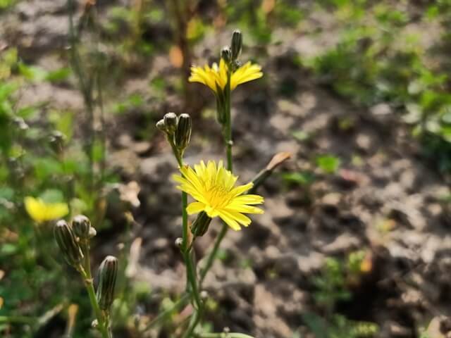 Dandelion flowers bloom