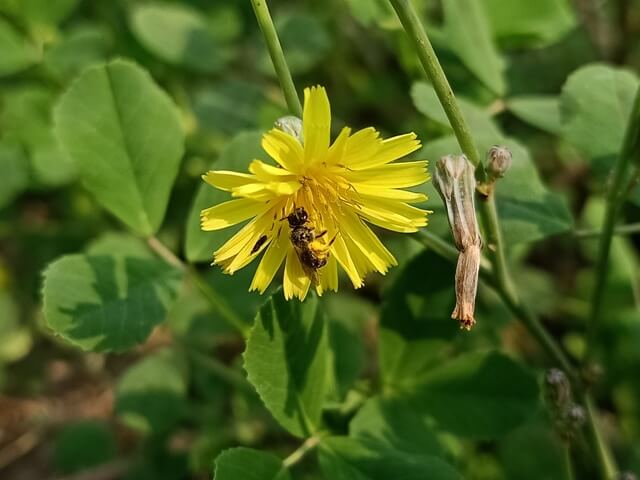 Dandelion flower with bee