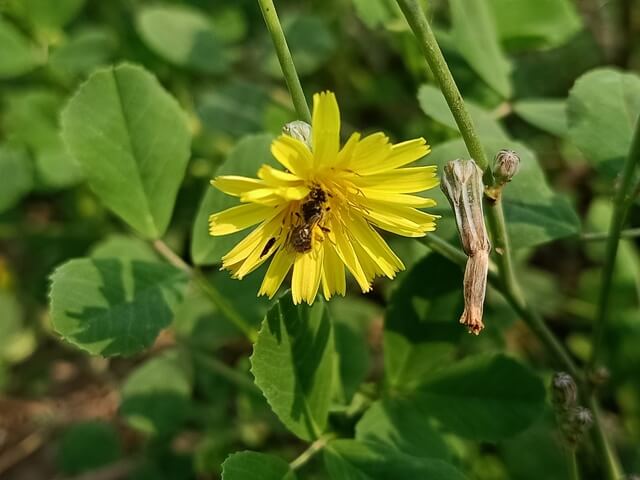 Beautiful dandelion 