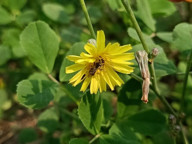 Yellow dandelion flower 