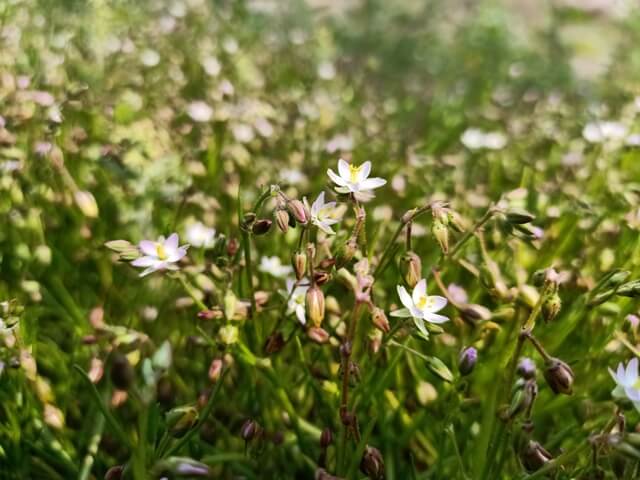 Wild flowers 