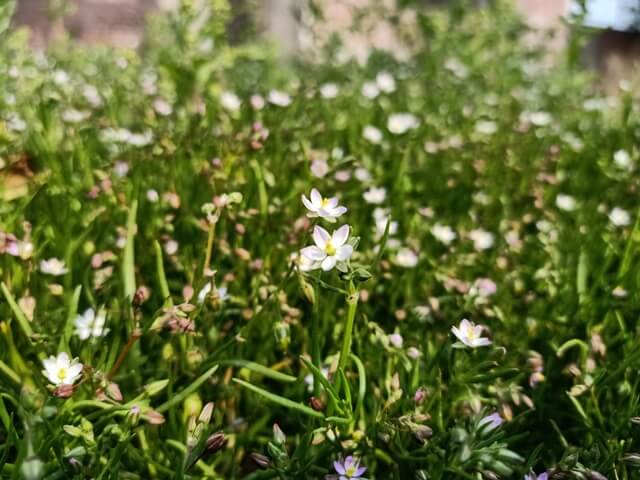 Corn spurrey bloom during spring 