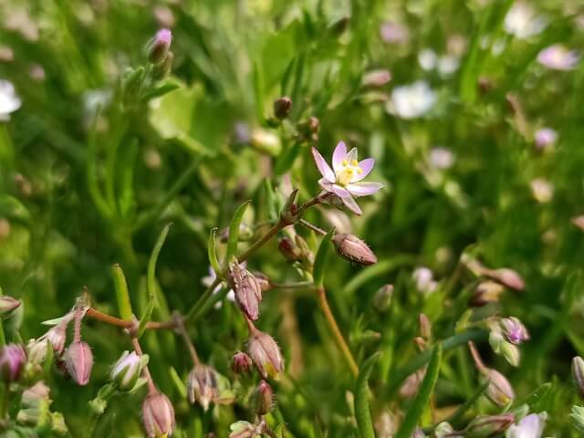 Flowers of corn spurry 