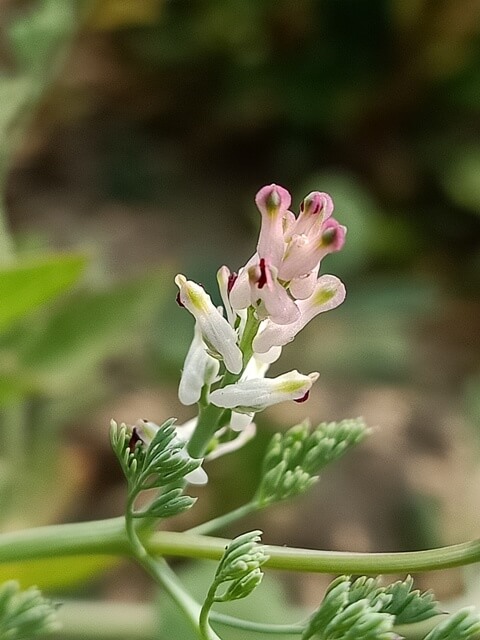 Beautiful pink flowers of Indian fumitory