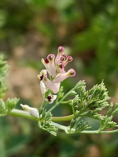Indian fumitory 