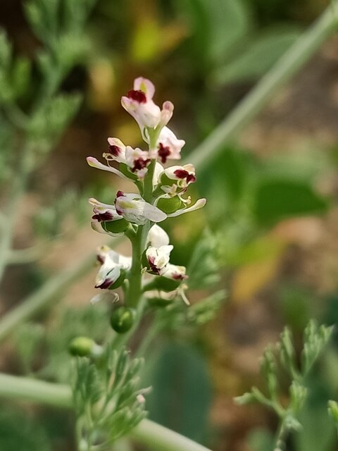 Fumaria indica flowers