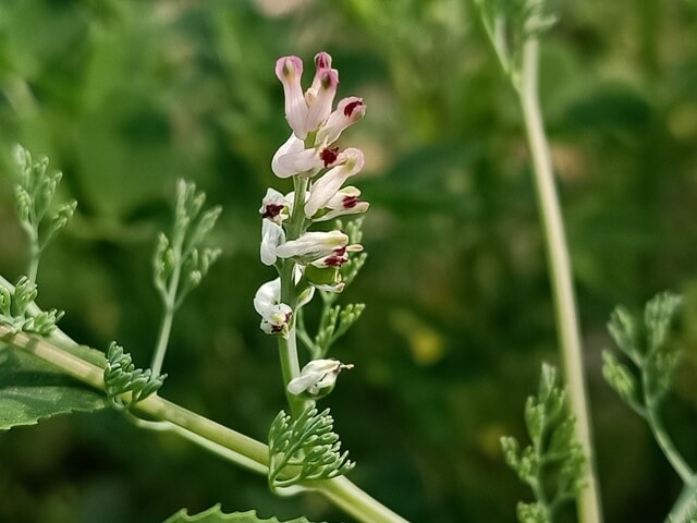 Fumaria indica flowers in a wild environment 