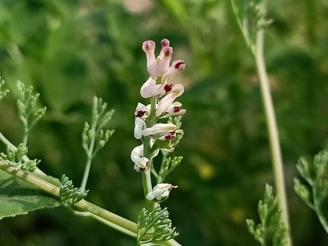 Indian fumitory pink flowers 