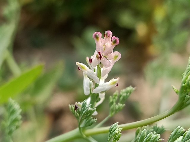 Wild weed flowers 