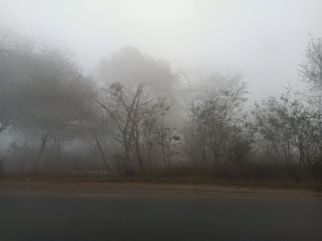 Foggy morning and roadside bushes 