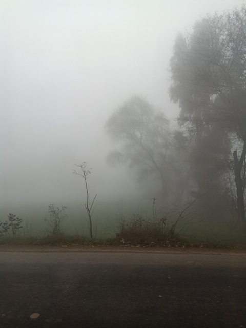 Travelling during foggy morning 