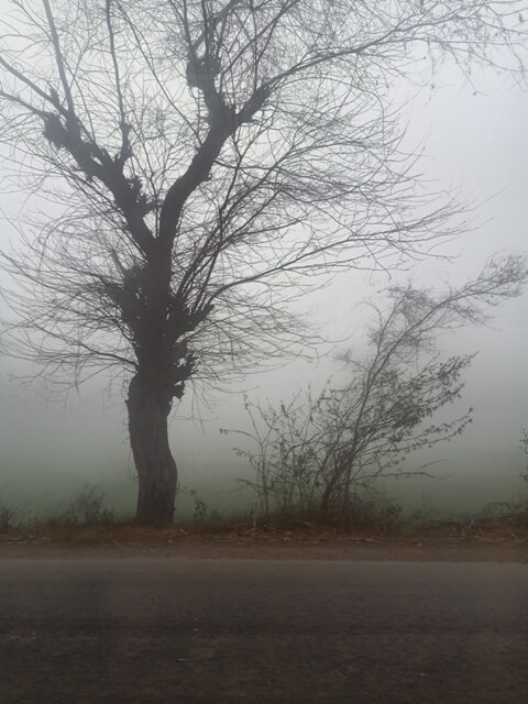A mysterious tree in a foggy morning 