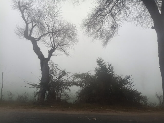 Road side trees in a foggy morning 