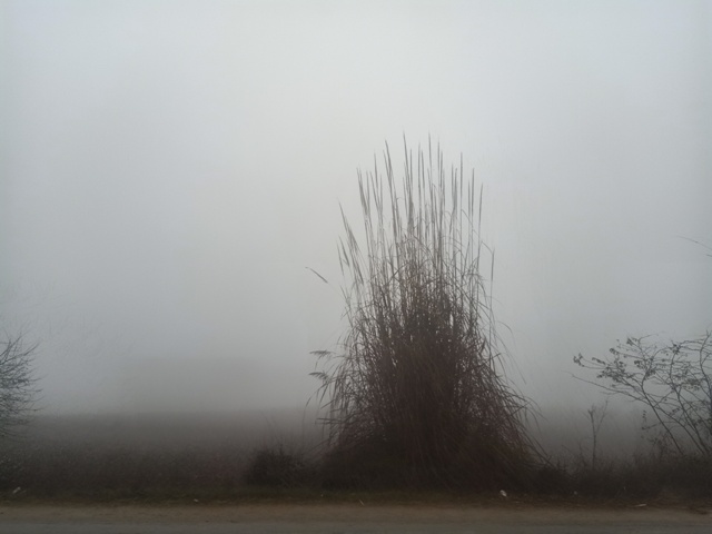 Bushes in a foggy morning 