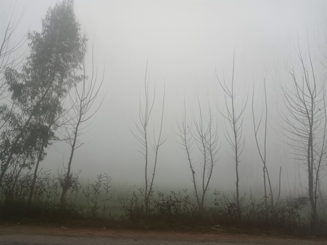 Road side trees in the foggy morning