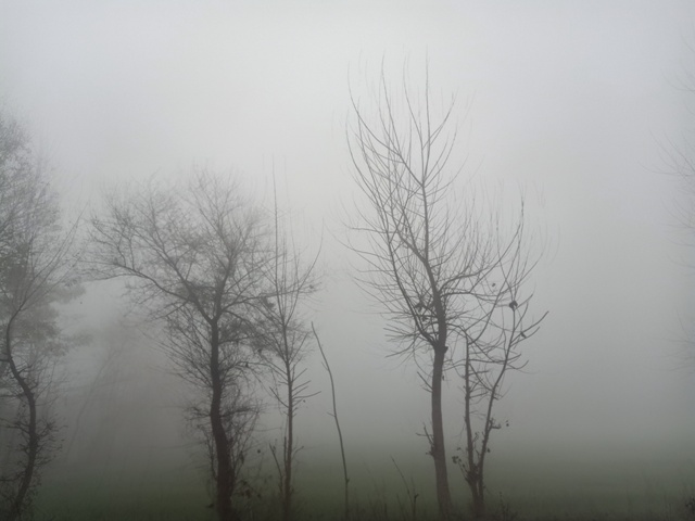 Trees and fog 