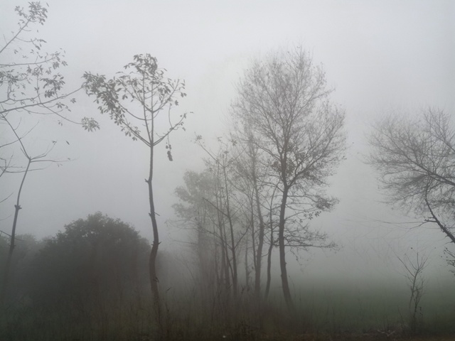Mysterious forest view with fog