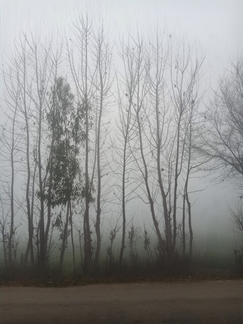 Beautiful forest view in a foggy morning 