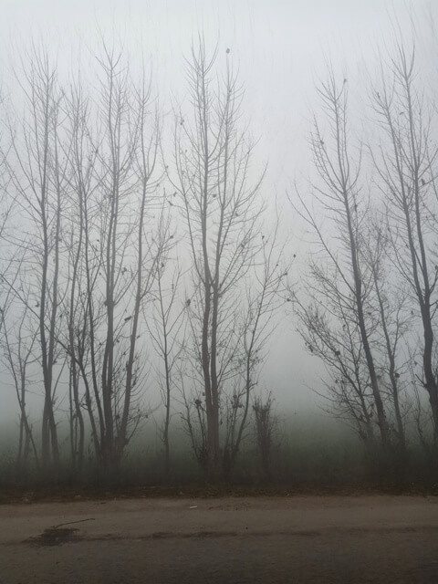 Mysterious forest in a foggy morning 