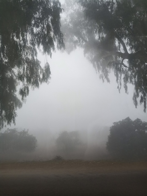 Dense fog in the morning 