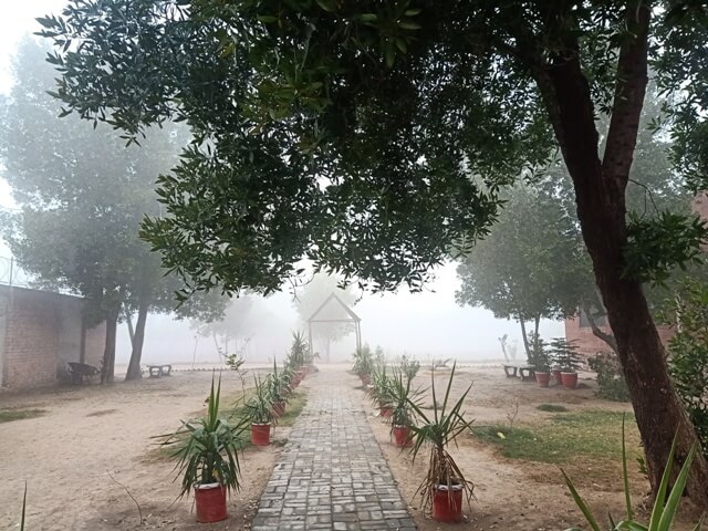 A passage through a foggy garden 