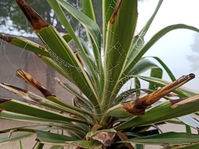 Snake plant leaves with a spider web and dew