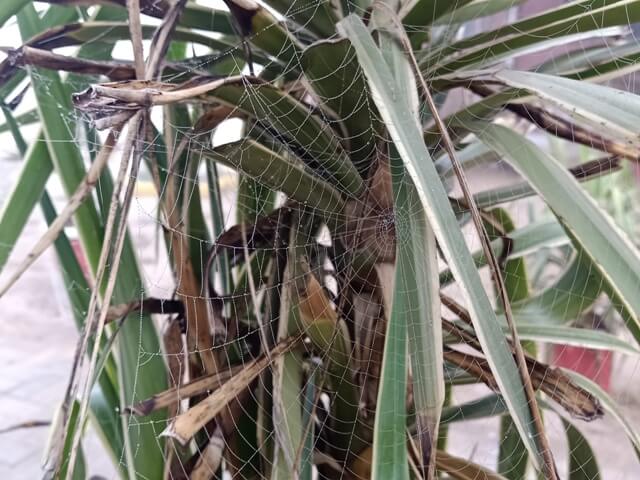 Spider web on a plant leaves 