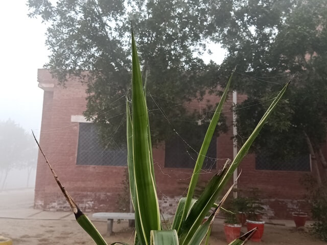 Plant leaves with a spider web 