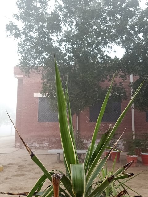 Snake plant leaves in the morning 