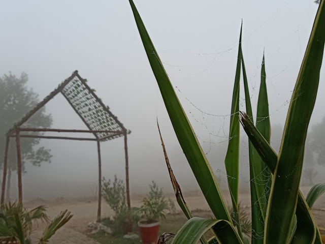 Attractive image of a garden with dewdrops and fog 