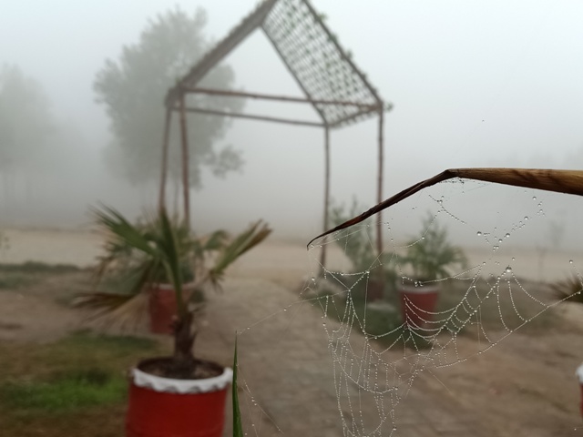 A garden and foggy morning with dewdrops