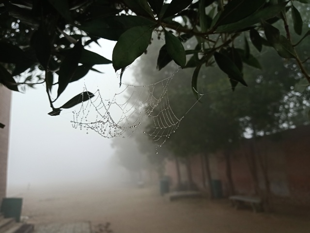 Foggy morning and dewdrops 