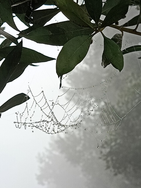 Beads of dewdrops 