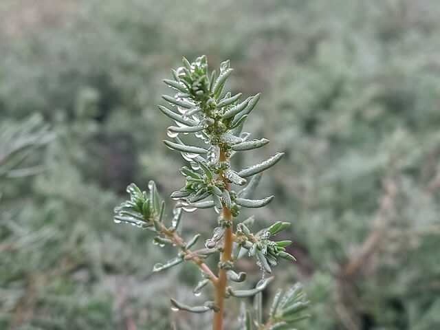 Wild plant with dewdrops 
