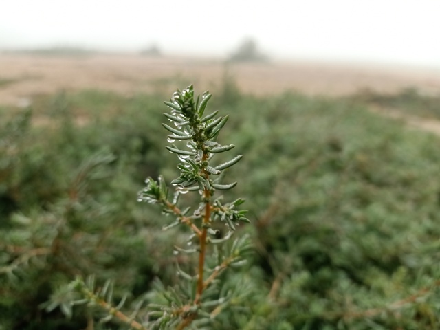 Weeds with dewdrops 