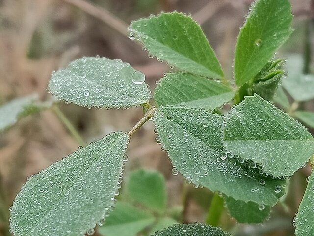 Alfalfa leaves in the morning 