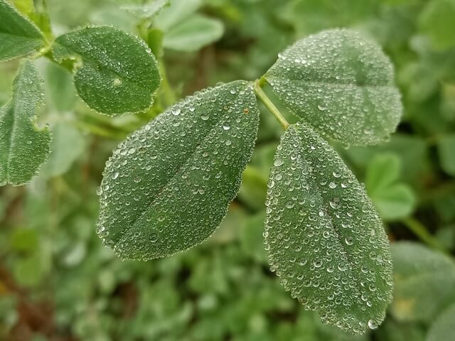 Alfalfa leaves in the morning with dewdrops 
