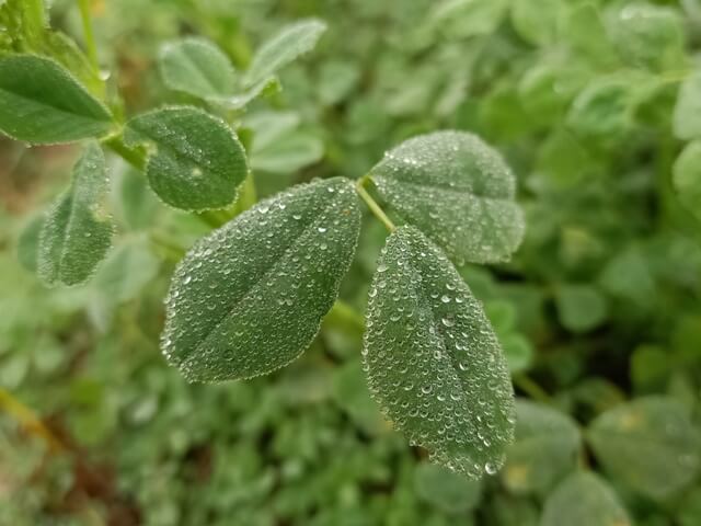 Dewdrops on alfalfa leaves 