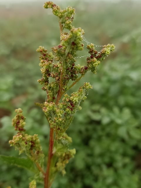 Goosefoot plant seeds 