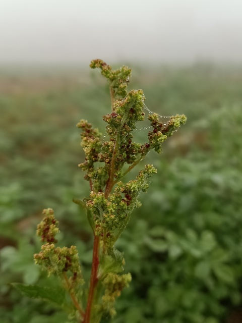 Goosefoot plant 