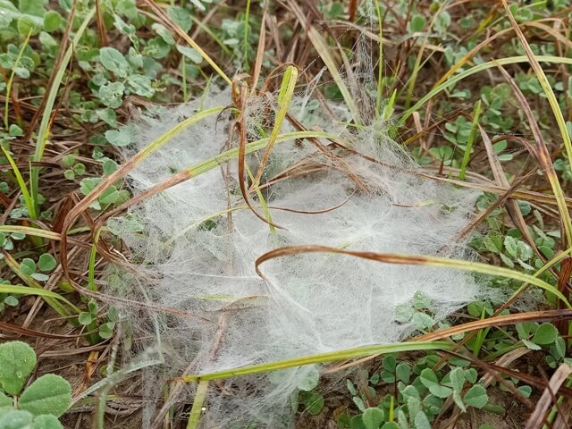 Spider web on the grass 